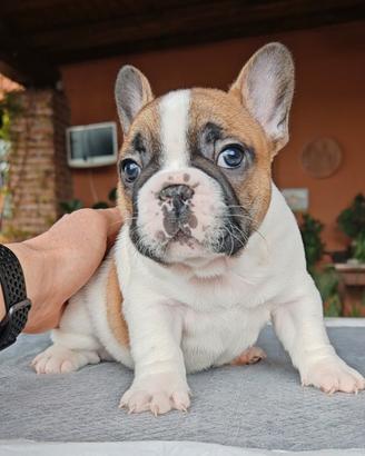 Bulldog francese cuccioli pedigree enci