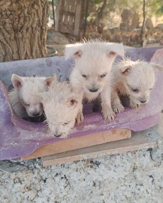 West highland White terrier