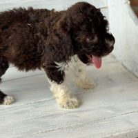 Lagotto romagnolo