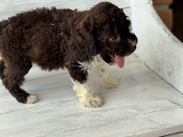 Lagotto romagnolo