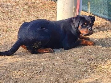 Cucciolona rottweiler pedigree