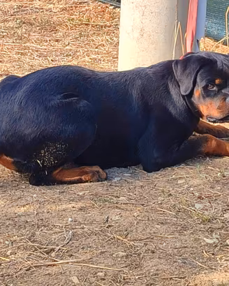 Cucciolona rottweiler pedigree
