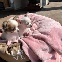Cuccioli di chihuahua