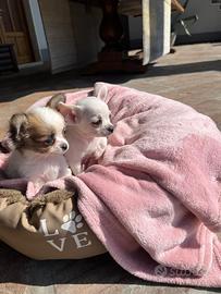 Cuccioli di chihuahua