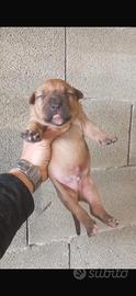 Cuccioli di american pitbull