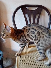 gatti bengala 