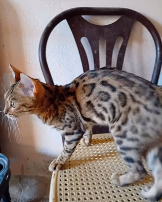 gatti bengala 