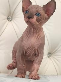Sphynx cuccioli