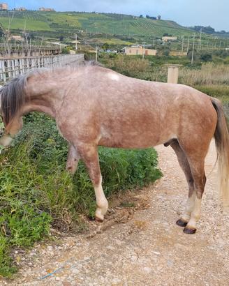 Cavallo