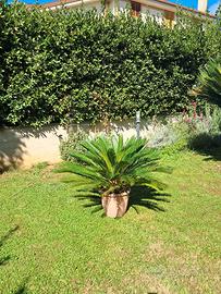 Cycas Revoluta sana e rigogliosa chioma, perfetta