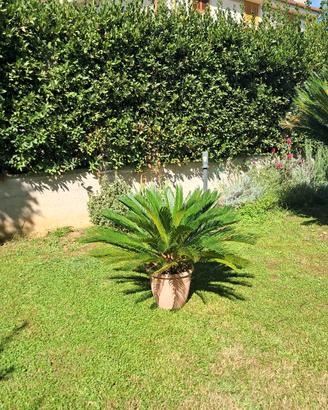 Cycas Revoluta sana e rigogliosa chioma, perfetta