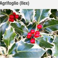 Agrifoglio Ilex aquifolium