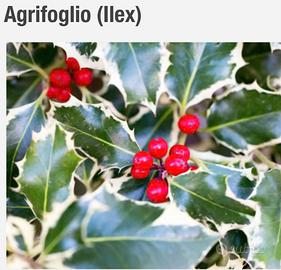 Agrifoglio Ilex aquifolium