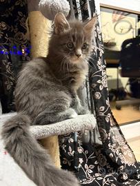 Maine coon cuccioli