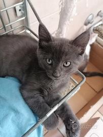 Felino