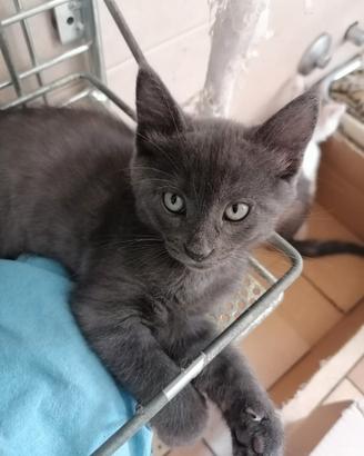 Felino