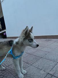 Husky siberian