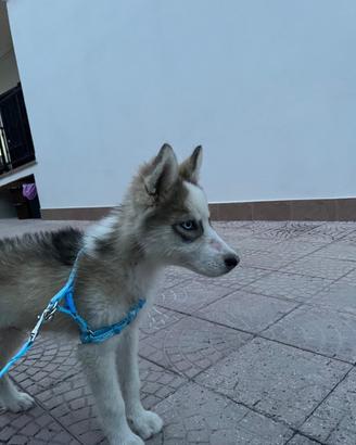 Husky siberian