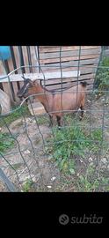 Capra