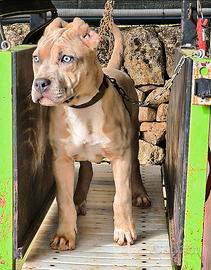 Femmina Pitbull silver/blu Merle
