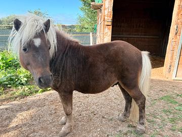 Pony Shetland