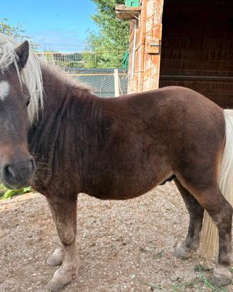 Pony Shetland
