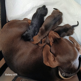 Cuccioli Bassotti Nani