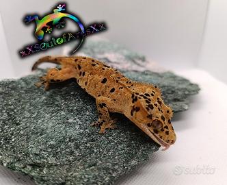 Ciliatus / Geco Crestato ID: FH