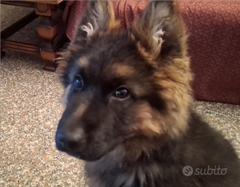 Il pastore tedesco enci