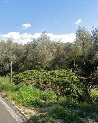 Terreno agricolo con 20/25 ulivi – Moricone