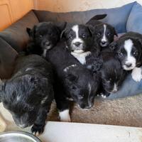 Cuccioli di Border Collie