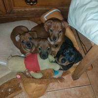 Disponibile una femminuccia di pincher