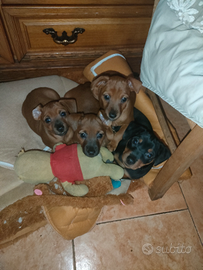 Disponibile una femminuccia di pincher