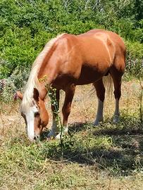 Stallone Haflinger (Avelignese)