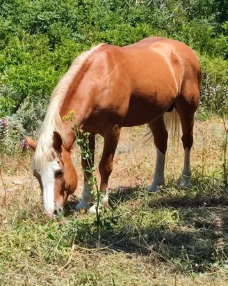 Stallone Haflinger (Avelignese)