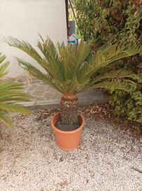 piante Cycas 