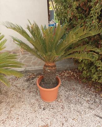 piante Cycas 