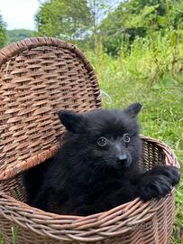 Cuccioli di volpino
