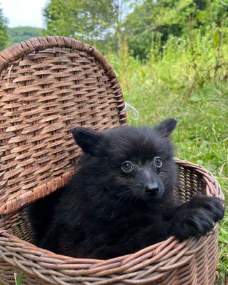 Cuccioli di volpino
