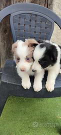 Cuccioli Border Collie