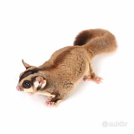 Petauri dello zucchero