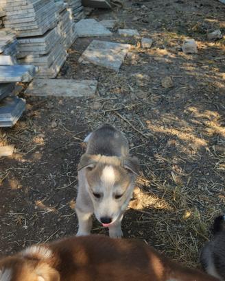 Husky cuccioli