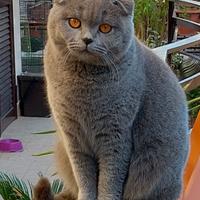 Scottish fold