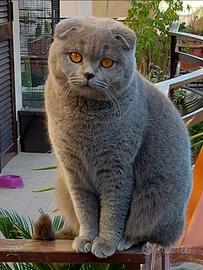 Scottish fold