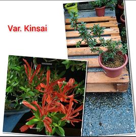bonsai azalea varietà kinsai 