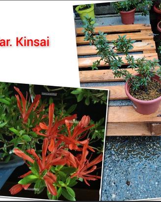bonsai azalea varietà kinsai 