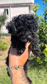 Barboncino