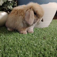 Coniglio nano minilop e ariete