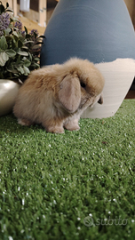 Coniglio nano minilop e ariete