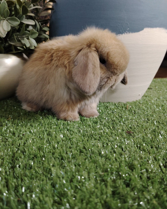 Coniglio nano minilop e ariete